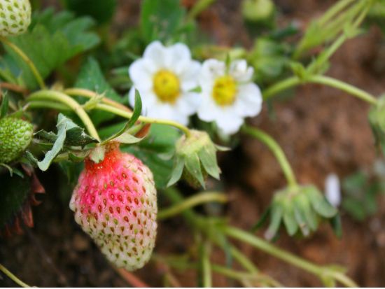 【カトマンズ発・近郊ツアー】ローカルバスで行くカカニ村＆ハイキング＜ホテル送迎／日本語ガイド／昼食付＞