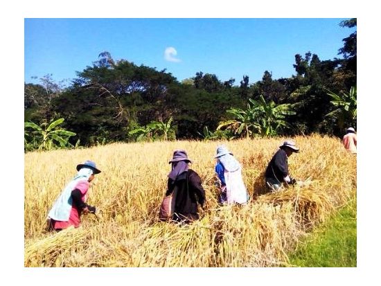 【チェンマイ発】一生に一度の旅☆独特な文化を持つ少数民族「リス族」のエコロッジに泊まる癒し旅＜1泊2日／英語ガイド／食事付＞
