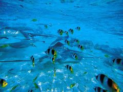 guided-tour-in-glass-boat-bottom-in-bora-bora (1)