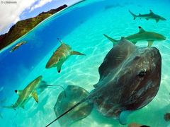 shark-and-ray-meeting (1)