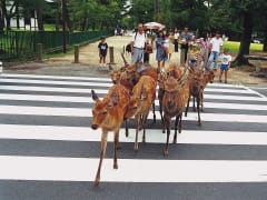 The deer of Nara, crossing the road at the park