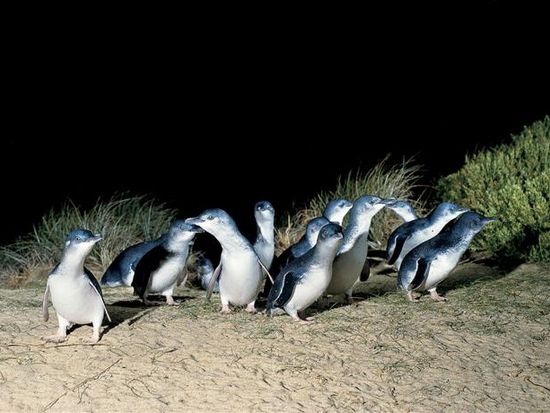Bunyip Tours - Penguin 1 