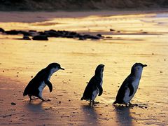 Bunyip Tours - Penguin Parade - Peninsula Discovery Tour 2