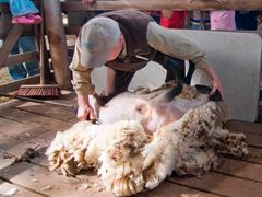 Bunyip TOurs -Phillip Island Eco Tour (Large)