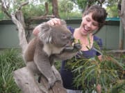 Bunyip Tours Close encounter with Koala