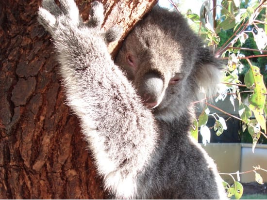 カバシャム ワイルドライフ パークツアー　オーストラリア特有の動物たちとのふれあいを楽しむ！＜半日／日本語ガイド／パース発着＞
