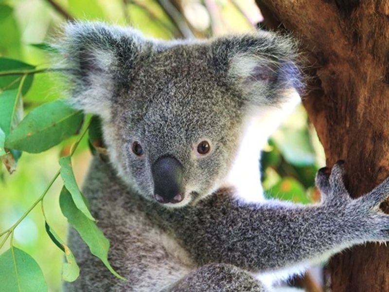 Cairns Tropical Zoo 354_R