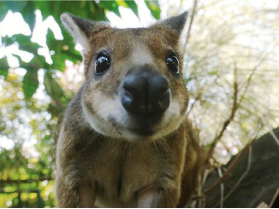 ハートリーズ・クロコダイル・アドベンチャーズ入園　ケアンズ車窓観光付き！＜半日／日本語ガイド＞byどきどきツアーズ