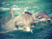 USA_Hawaii_Waikoloa-Dolphins