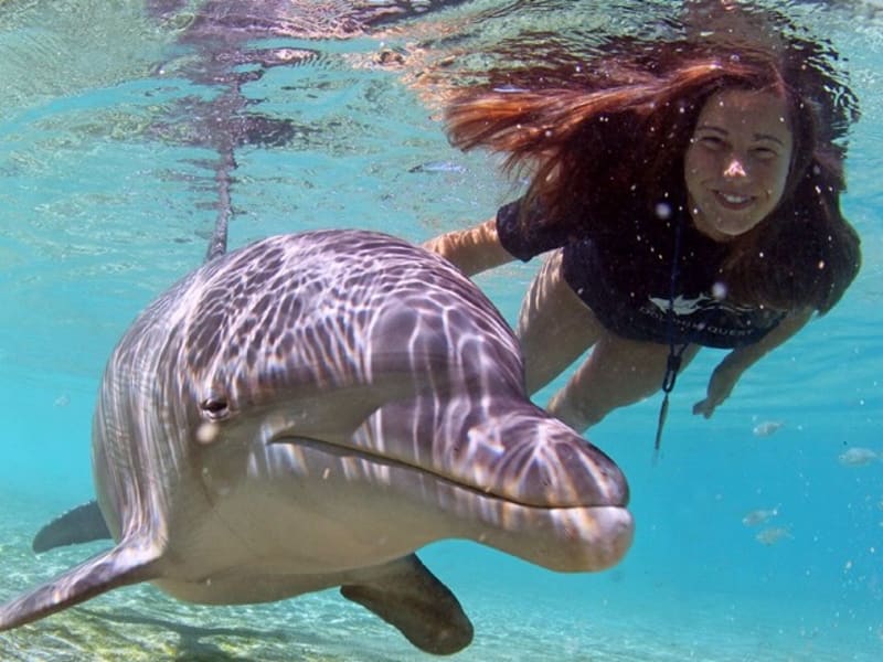 USA_Hawaii_Dolphin-Swim