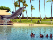 USA_Hawaii_Dolphin-Tricks