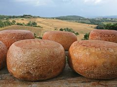 pecorino cheese