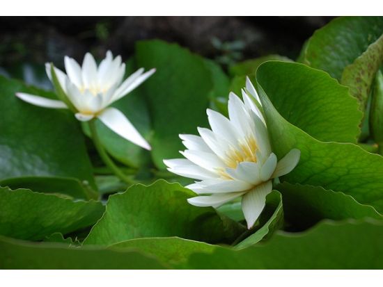 宿泊ホテル出張サービス by アクア・ラナ　1日2組限定！ブライダルエステ　結婚式を控えた花嫁様向けマッサージ＜ワイキキ・アラモアナ・アウラニ・コオリナ地区＞