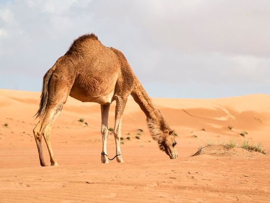 Wahiba Sands3