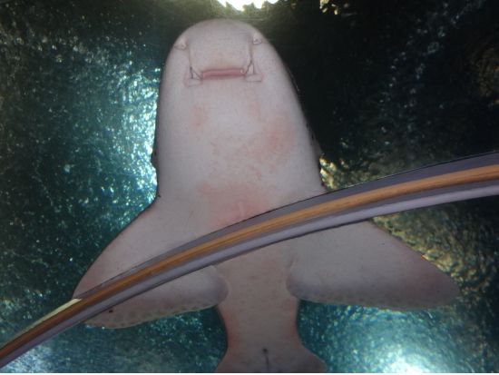 パタヤの水族館「アンダーウォーターワールド(Under Water World)」＜チケット事前手配＞