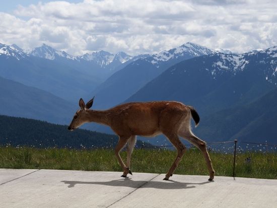1_Deer-on-the-sidewalk1-crop