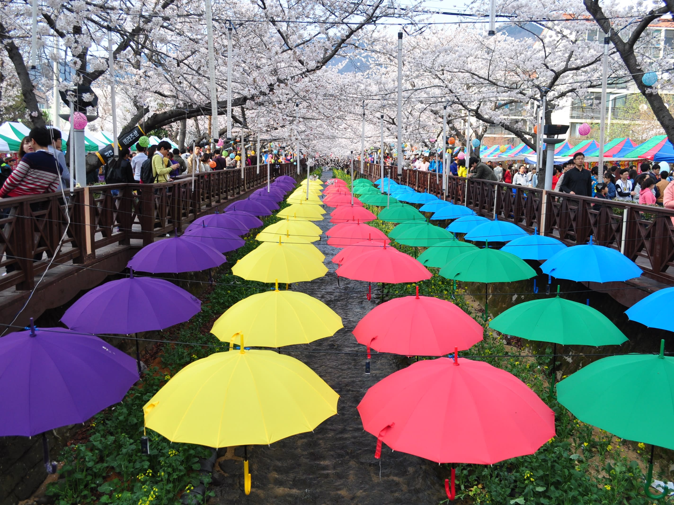 2024年3月24日～4月1日限定！】韓国最大の桜祭り「鎮海（チネ）軍港祭り＆桜の名所を巡る春の桜尽くしツアー＜1日／日本語ガイド／釜山発＞ | 釜山（ プサン）の観光・オプショナルツアー専門 VELTRA(ベルトラ)