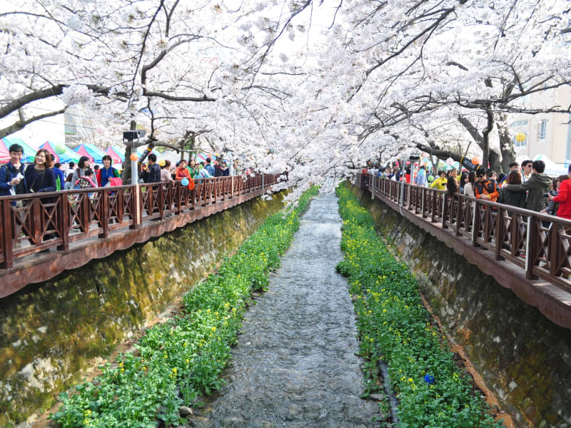 4 1 4 10限定 韓国最大の桜祭り 鎮海 チネ 軍港祭り 桜の名所を巡る春の桜尽くしツアー 1日 日本語ガイド 釜山発 釜山 プサン の観光 オプショナルツアー専門 Veltra ベルトラ