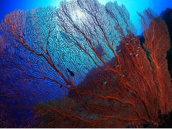 体験ダイビング 年間1,700人の体験ダイバーが参加する安心のショップ！＜ボートまたはビーチ／1～3ダイブ＞by パラオ・パシフイックダイバーズ