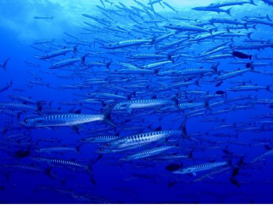 ファンダイビング 潜れば潜るほどお得！1日最大4ダイブまでOK＜ボート／2～6ダイブ＞by パラオ・パシフイックダイバーズ