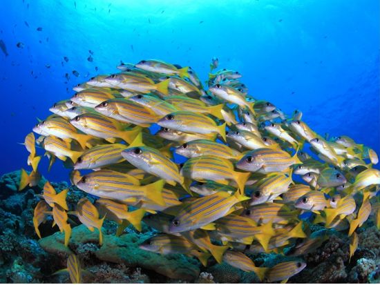 体験ダイビング 年間1,700人の体験ダイバーが参加する安心のショップ！＜ボートまたはビーチ／1～3ダイブ＞by パラオ・パシフイックダイバーズ