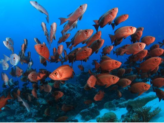 体験ダイビング ＋マングローブカヤック パラオの大自然に触れる半日ツアー＜ボート／1ダイブ＞by パラオ・パシフイックダイバーズ