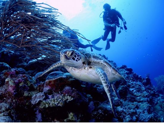 ファンダイビング 潜れば潜るほどお得！1日最大4ダイブまでOK＜ボート／2～6ダイブ＞by パラオ・パシフイックダイバーズ