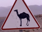camel Sign-001