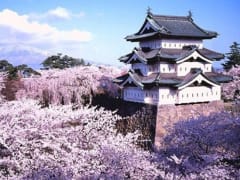 Japan Hirosaki Castle Sakura Cherry Blossoms