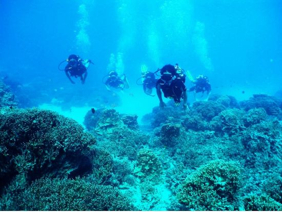 PADI オープンウォーター／アドバンス／スクーバダイバー ダイビングライセンス取得コース＜1～2日＞by アクアアカデミー