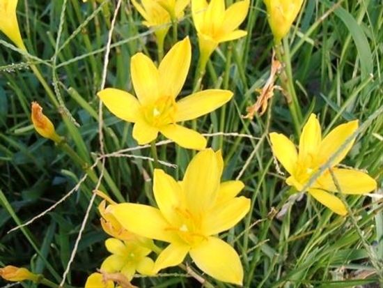 小笠原父島の森歩き1日06