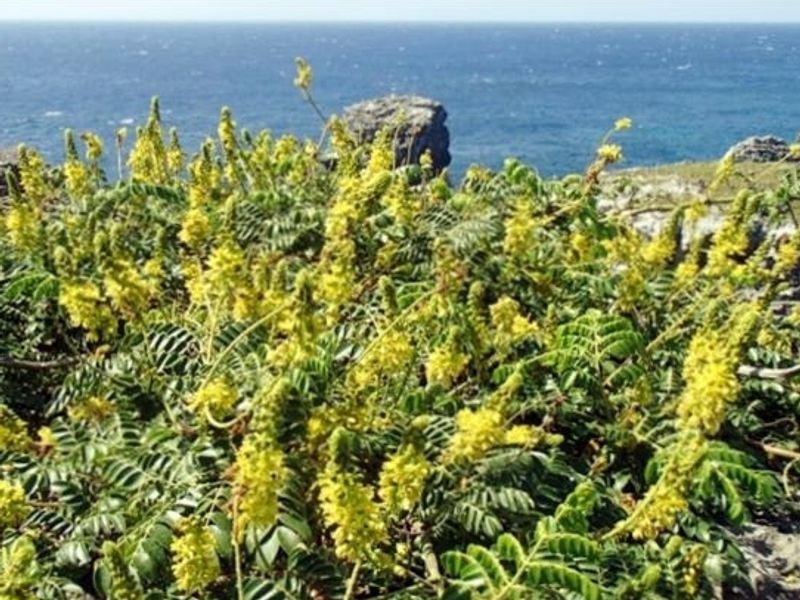 島に眠る戦跡の記憶を巡る旅 戦跡探検ツアー 父島 伊豆諸島 小笠原諸島の観光 遊び 体験 レジャー専門予約サイト Veltra ベルトラ 島に眠る戦跡の記憶を巡る旅 戦跡探検ツアー 父島 伊豆諸島 小笠原諸島の観光 遊び 体験 レジャー専門予約サイト Veltra ベルトラ