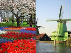 combi_tulip_windmill
