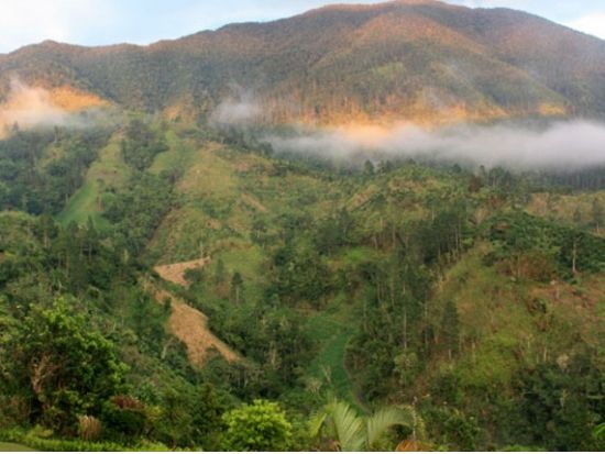 コーヒー豆の聖地！ブルーマウンテンコーヒー農園ツアー＜日本語ガイド／キングストン or モンテゴベイ or オーチョリオス発＞