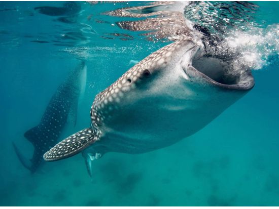 ジンベイザメシュノーケリングツアー　移動が快適な車両アップグレードプランあり＜イタリアンランチ／日本語ガイド／送迎＞