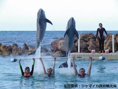 Dolphine_Cove