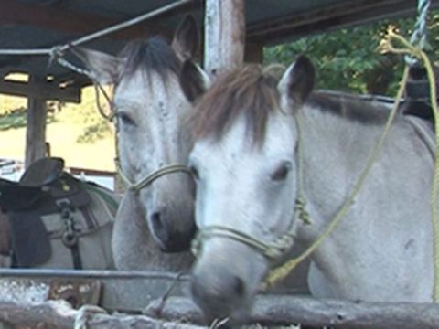 乗馬体験 初心者も楽しめる選べる3コース＜函館市＞