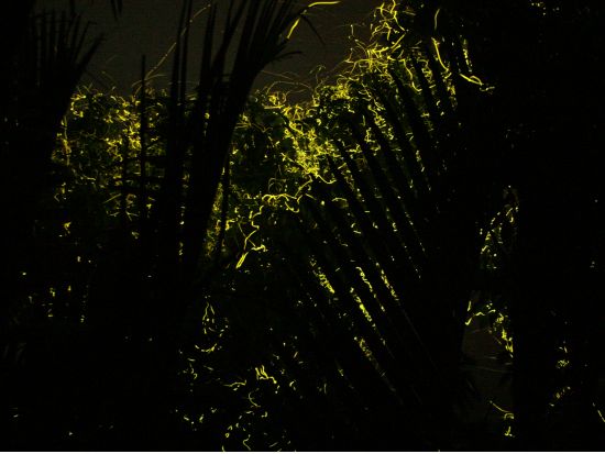 ボホール島日帰り観光ツアー ホタル観賞ナイトクルーズ＆パングラオ島 オーガニックディナー＜貸切／英語ガイド／夕食付き／ボホール発＞