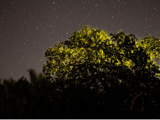 ボホール島日帰り観光ツアー ホタル観賞ナイトクルーズ＆パングラオ島 オーガニックディナー＜貸切／英語ガイド／夕食付き／ボホール発＞