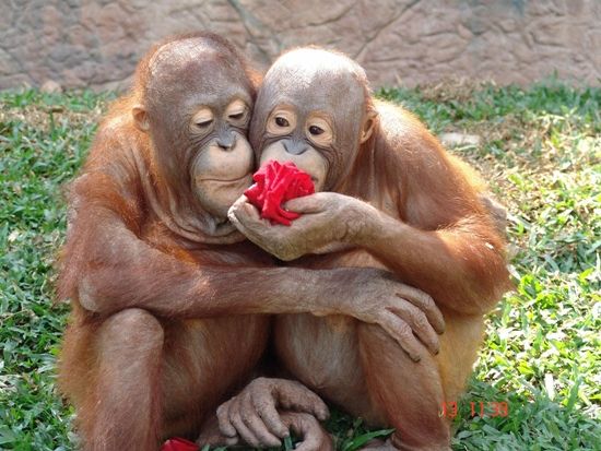 【チェンマイ発】ナイトサファリ　トラムで夜の動物観察！＜日本語ガイド／ホテル送迎／夕食付＞