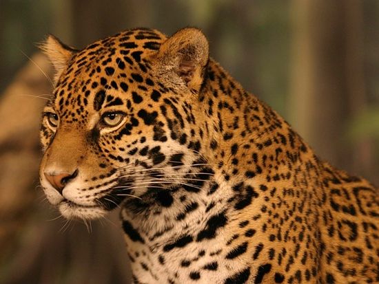 【チェンマイ発】ナイトサファリ　トラムで夜の動物観察！＜日本語ガイド／ホテル送迎／夕食付＞