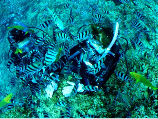 体験ダイビング （名護発） ボートで5分のサンゴの海へ！＜トイレ・温水シャワー・更衣室完備＞