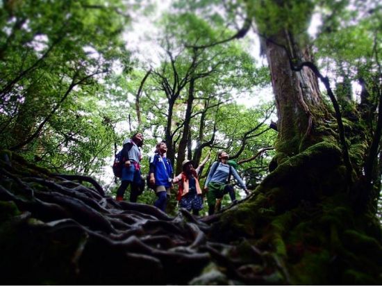 縄文杉1日＋白谷雲水峡半日（苔むす森）or 1日（太鼓岩まで）2日間トレッキングツアー by A・N・D