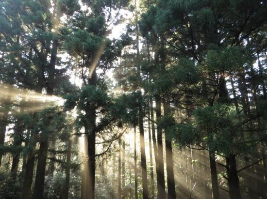 縄文杉トレッキング 縄文杉ルートを熟知したガイドが屋久杉や屋久杉伐採の歴史も解説 ＜登山装備レンタル付・宮之浦～安房エリア送迎あり＞ by A・N・D