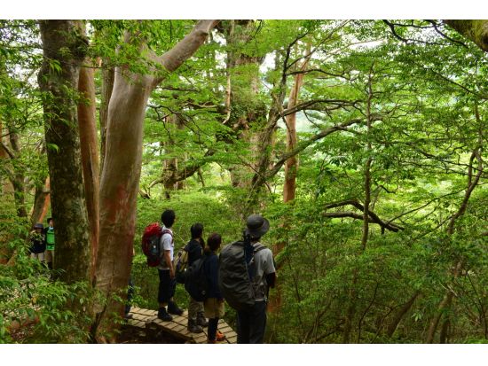 縄文杉1日＋白谷雲水峡半日（苔むす森）or 1日（太鼓岩まで）2日間トレッキングツアー by A・N・D