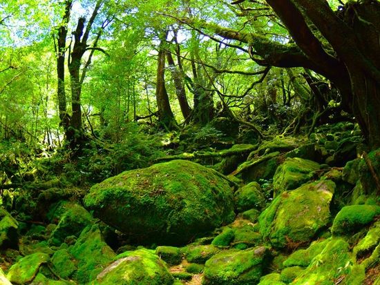 宮之浦岳縦走20