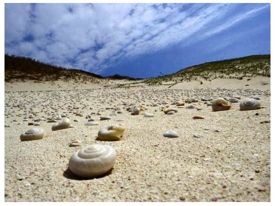 南島の観光ツアー｜トレッキングやシュノーケリングも可能！1日100人限定の南島上陸＜ 半日／小笠原諸島・父島発＞