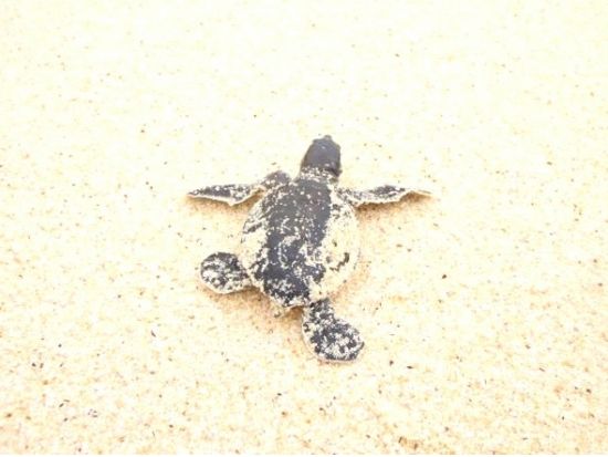 南島観光ツアー　1日100人限定の南島上陸＋ドルフィンスイム＋冬～春限定ホエールウォッチング＋シュノーケリング＜1日／小笠原諸島・父島発＞