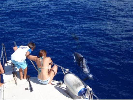 ドルフィンスイム＋シュノーケリングツアー　世界遺産の小笠原でイルカと泳ぐ＜午前・午後／小笠原諸島・父島発＞