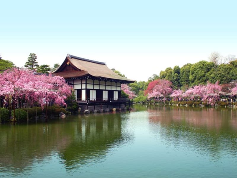 桜の名所バスツアー 仁和寺御室桜 平安神宮 半木の道散策 京都府立植物園 21 4 4 4 18限定 昼食付 1日 京都駅発 By 京都定期観光バス 京都の観光 遊び 体験 レジャー専門予約サイト Veltra ベルトラ